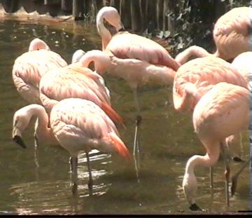 Flamant Roses