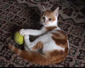 Comment ça, que fais-je avec la balle ?