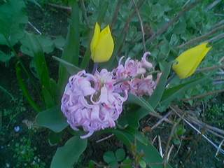 Tulipe jacinthe