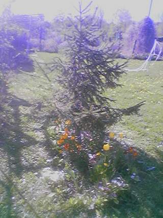 Mon sapin
